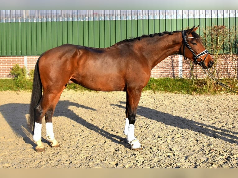 KWPN Caballo castrado 4 años 165 cm Castaño in Neuss