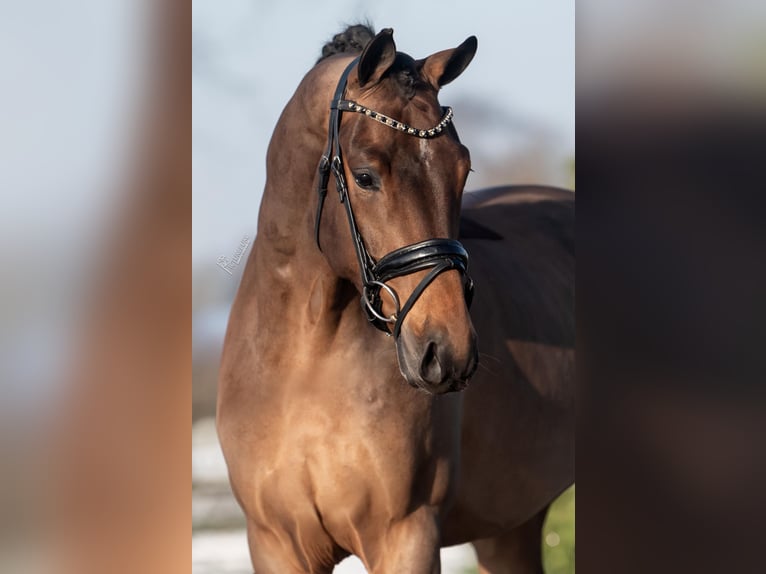 KWPN Caballo castrado 4 años 165 cm Castaño in Weert