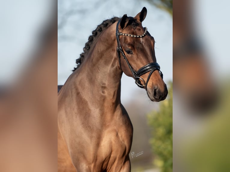 KWPN Caballo castrado 4 años 165 cm Castaño in Weert