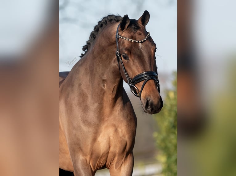 KWPN Caballo castrado 4 años 165 cm Castaño in Weert