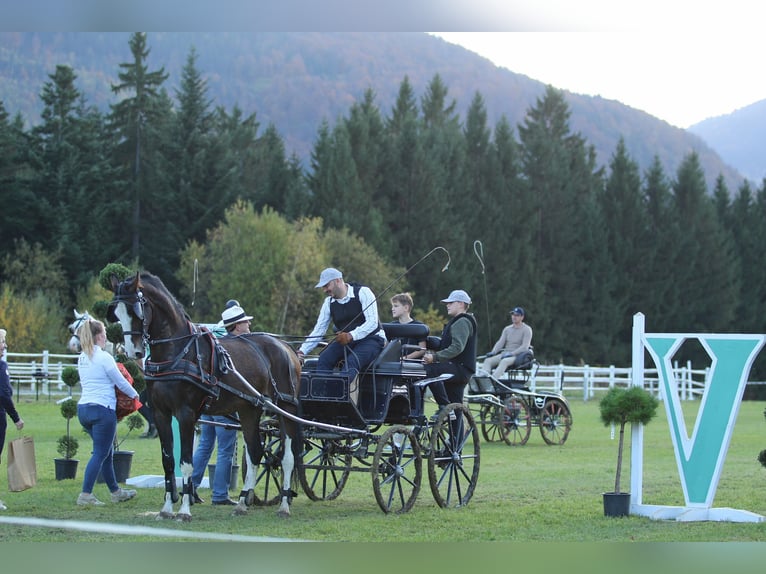 KWPN Caballo castrado 4 años 165 cm Castaño in Kamnik