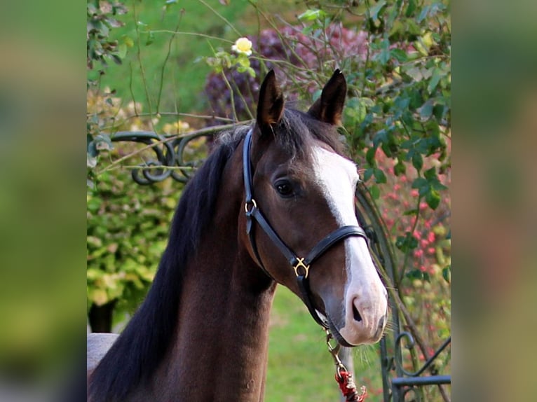 KWPN Caballo castrado 4 años 165 cm Castaño in Kamnik