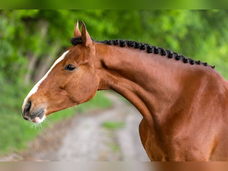 KWPN Caballo castrado 4 años 165 cm Castaño in Luyksgestel
