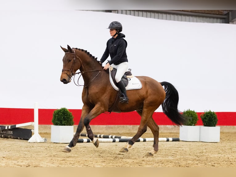 KWPN Caballo castrado 4 años 165 cm Castaño in Waddinxveen