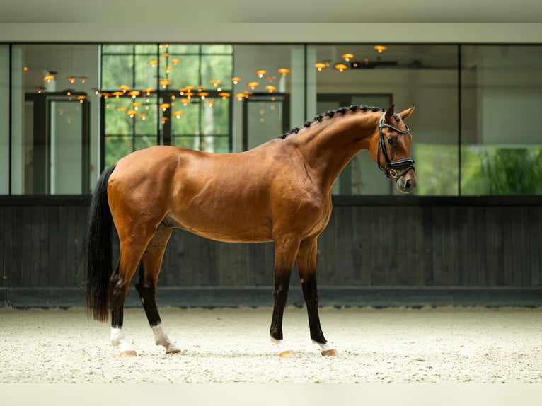 KWPN Caballo castrado 4 años 165 cm Castaño rojizo in Mol