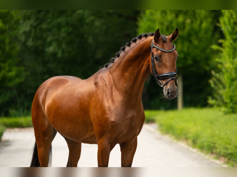 KWPN Caballo castrado 4 años 165 cm Castaño rojizo in Mol