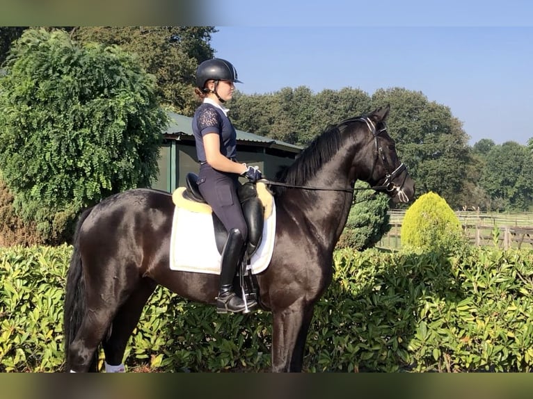 KWPN Caballo castrado 4 años 165 cm Negro in Neeritter