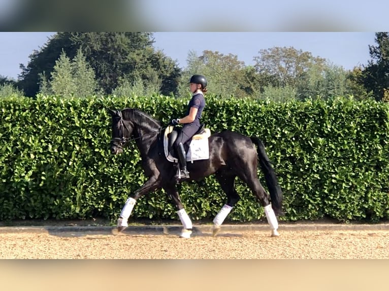 KWPN Caballo castrado 4 años 165 cm Negro in Neeritter