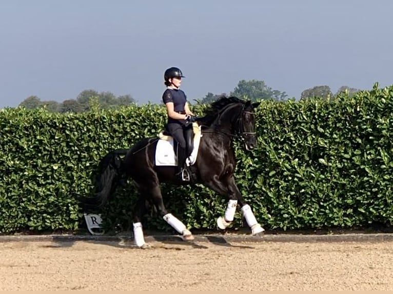 KWPN Caballo castrado 4 años 165 cm Negro in Neeritter