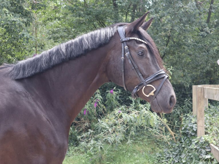 KWPN Caballo castrado 4 años 165 cm Negro in Soest