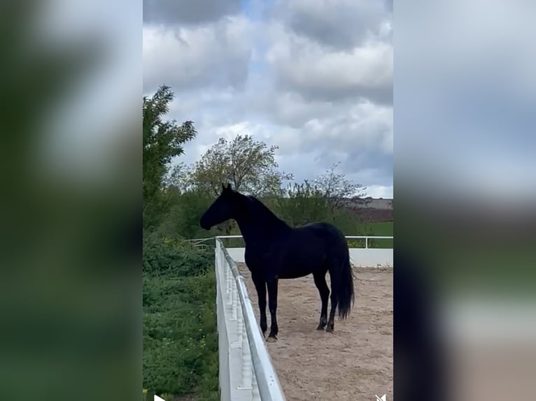 KWPN Mestizo Caballo castrado 4 años 165 cm Negro in Urtajo (Urbanizacion)