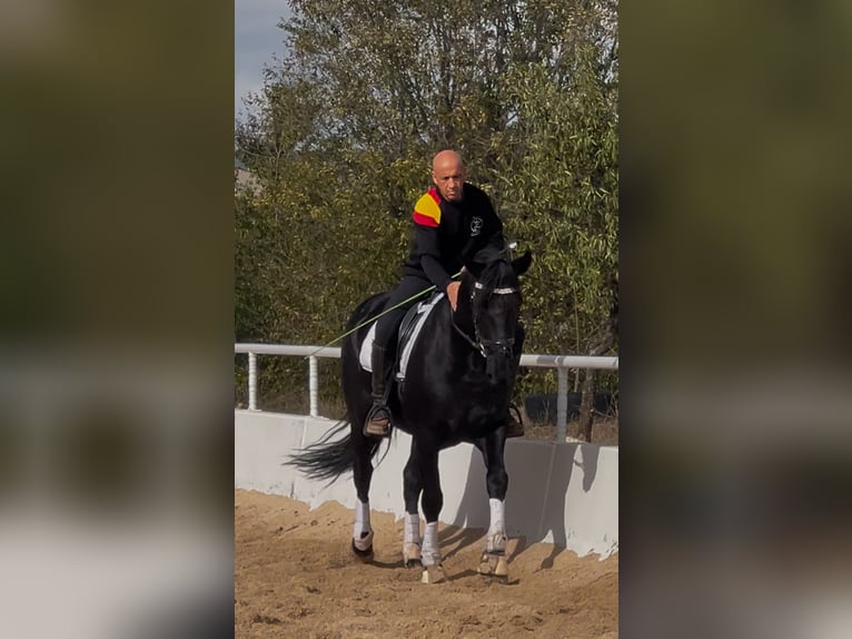 KWPN Mestizo Caballo castrado 4 años 165 cm Negro in Urtajo (Urbanizacion)