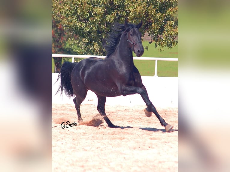 KWPN Mestizo Caballo castrado 4 años 165 cm Negro in Urtajo (Urbanizacion)