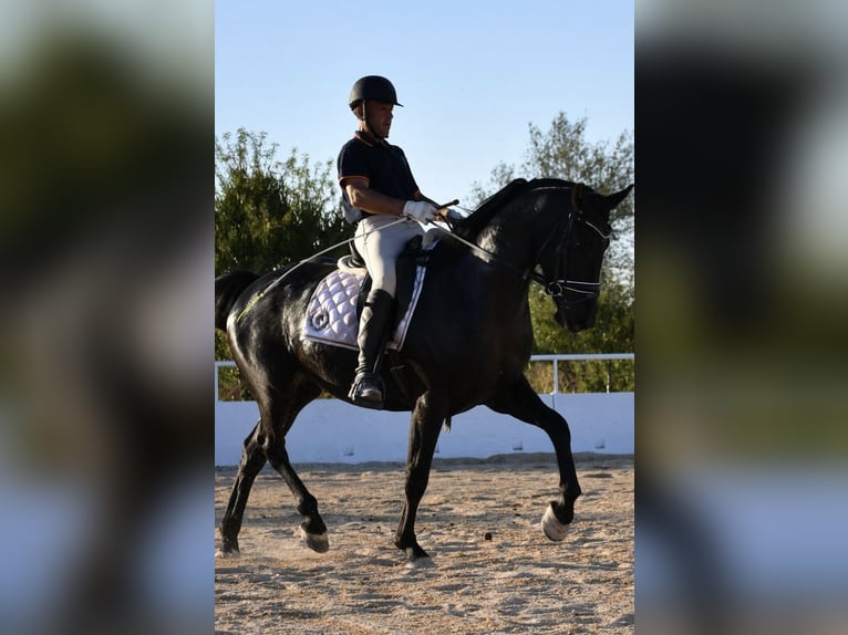 KWPN Mestizo Caballo castrado 4 años 165 cm Negro in Urtajo (Urbanizacion)