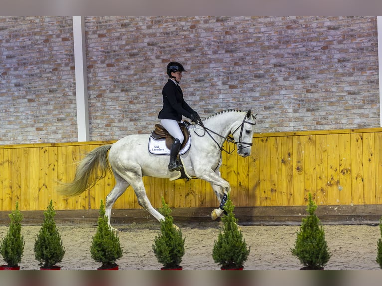 KWPN Caballo castrado 4 años 165 cm Tordo in Ommen