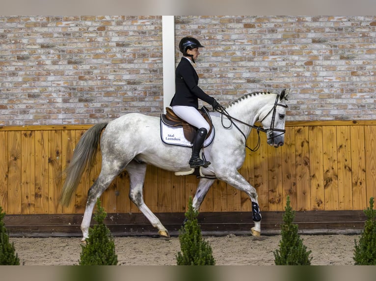 KWPN Caballo castrado 4 años 165 cm Tordo in Ommen