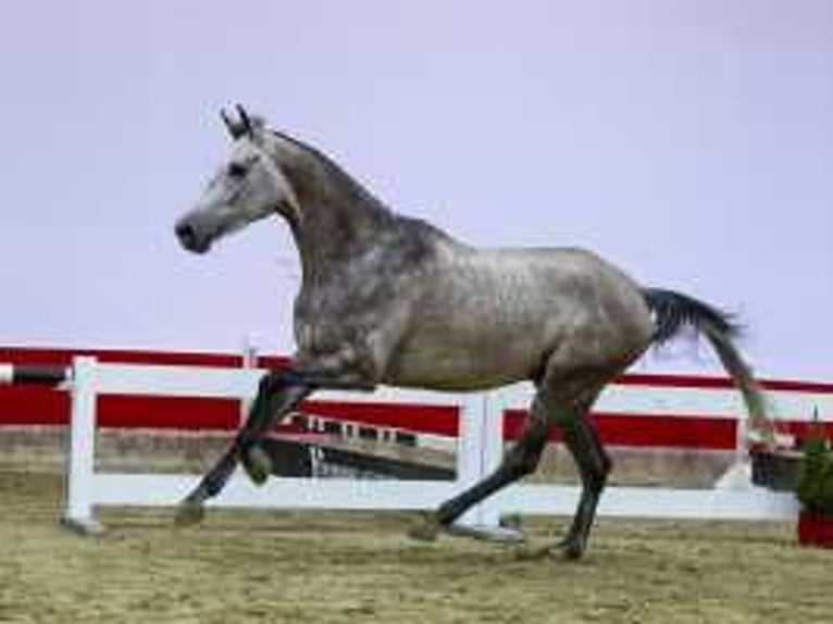 KWPN Caballo castrado 4 años 166 cm in Waddinxveen