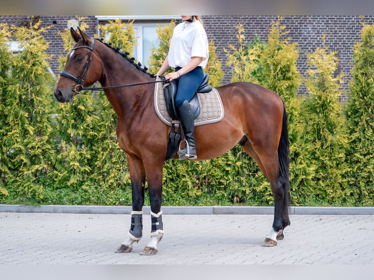KWPN Caballo castrado 4 años 166 cm Castaño in Kaldenkirchen