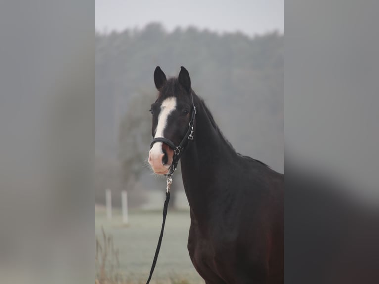 KWPN Caballo castrado 4 años 166 cm Castaño in Wilhermsdorf