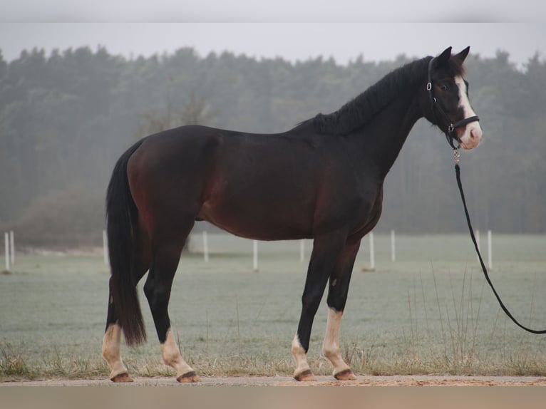 KWPN Caballo castrado 4 años 166 cm Castaño in Wilhermsdorf