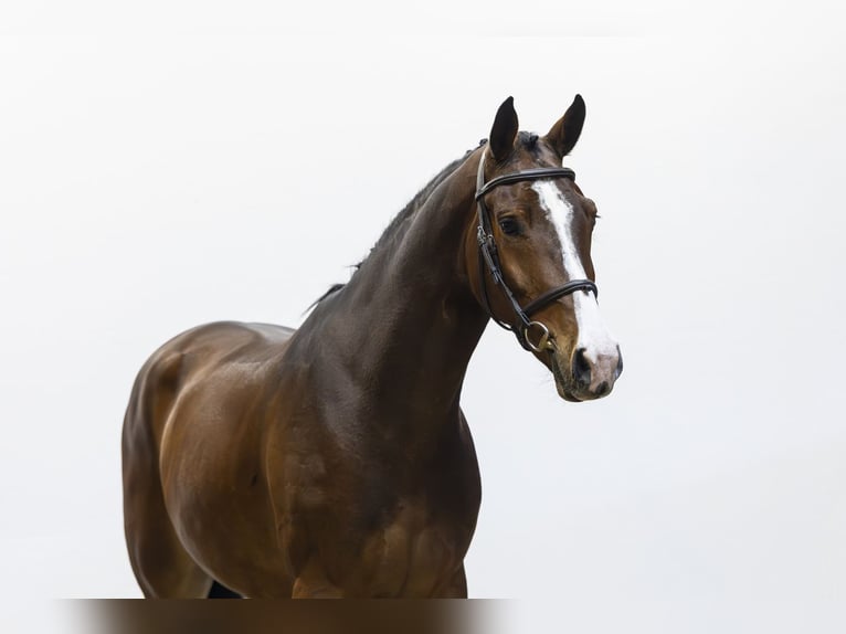 KWPN Caballo castrado 4 años 166 cm Castaño oscuro in Waddinxveen