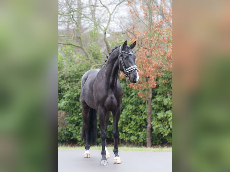 KWPN Caballo castrado 4 años 166 cm Negro in Oosterhout