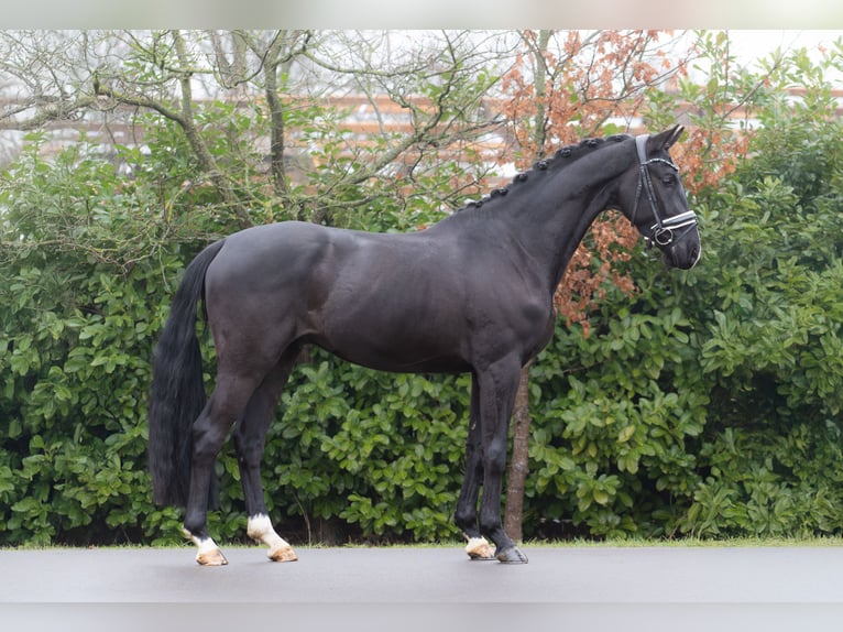 KWPN Caballo castrado 4 años 166 cm Negro in Oosterhout