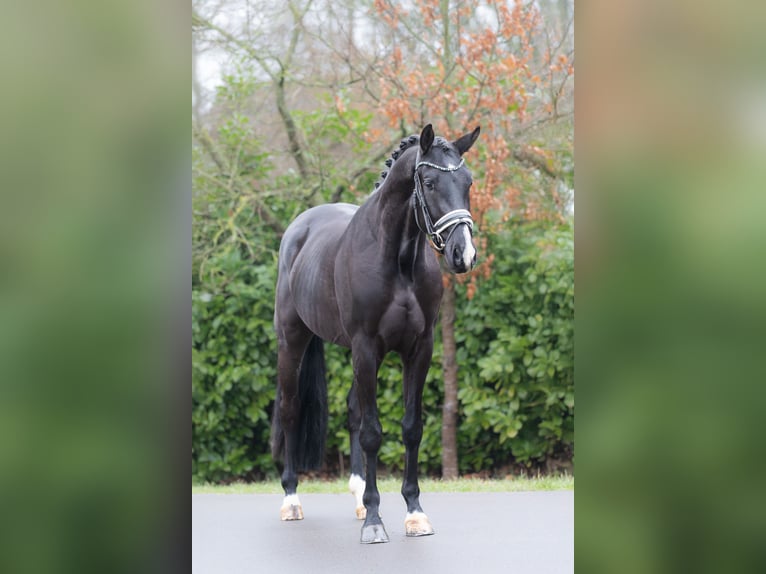 KWPN Caballo castrado 4 años 166 cm Negro in Oosterhout