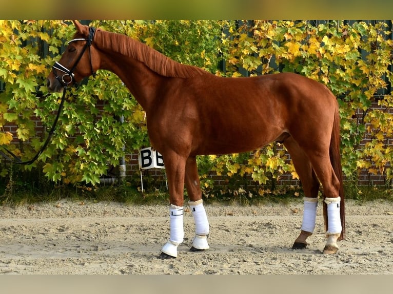 KWPN Caballo castrado 4 años 167 cm Alazán in Neuss