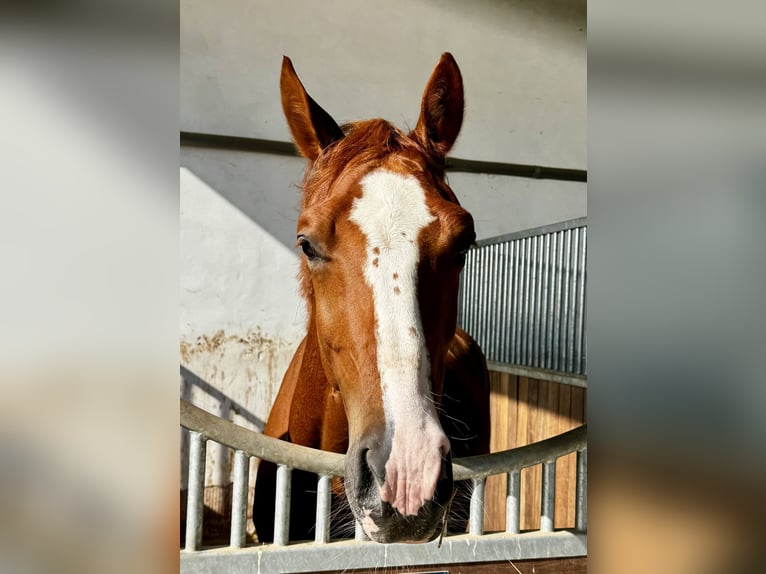 KWPN Caballo castrado 4 años 167 cm Alazán in Kassel