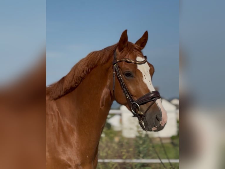 KWPN Caballo castrado 4 años 167 cm Alazán in Kassel