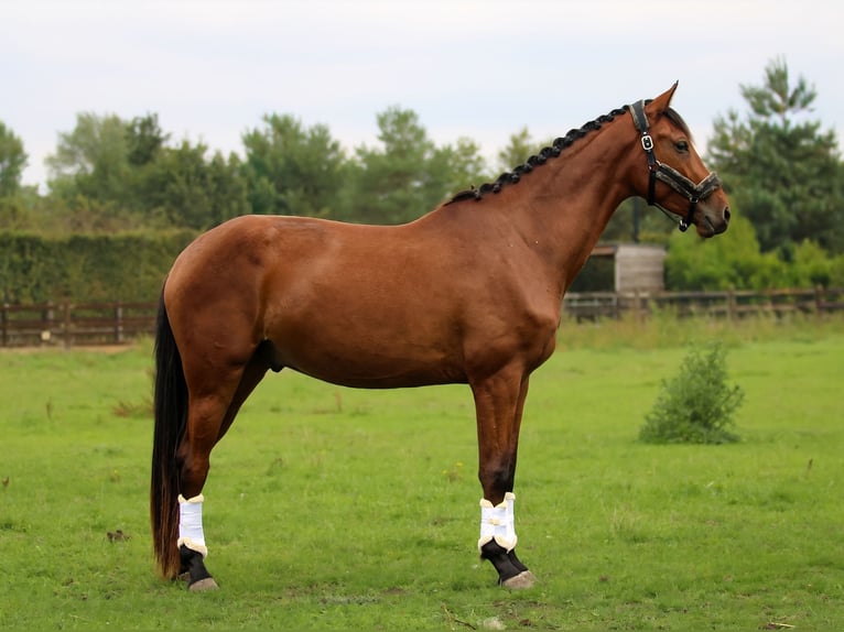 KWPN Caballo castrado 4 años 167 cm Castaño in Kaatsheuvel