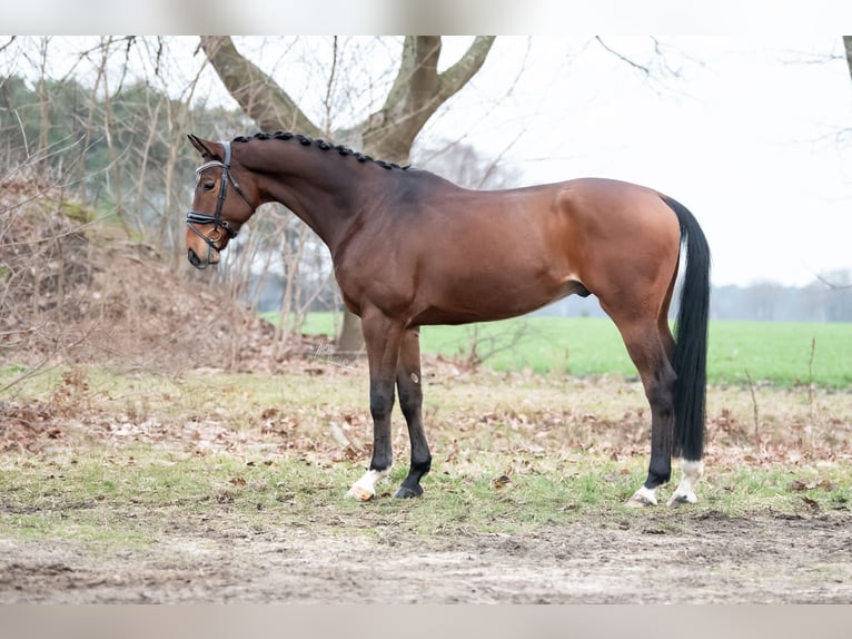 KWPN Caballo castrado 4 años 167 cm Castaño in Peer