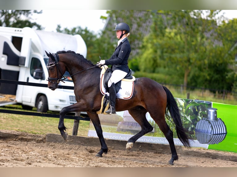 KWPN Caballo castrado 4 años 167 cm Castaño oscuro in Neuss