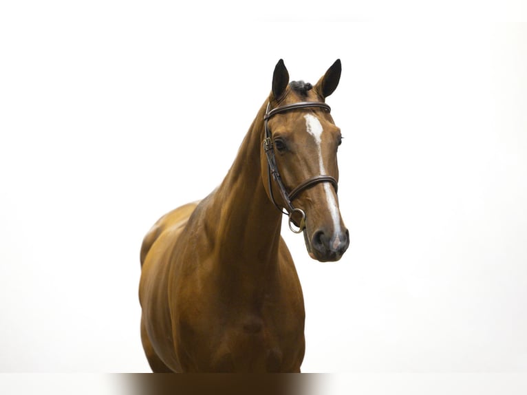 KWPN Caballo castrado 4 años 167 cm Castaño oscuro in Waddinxveen