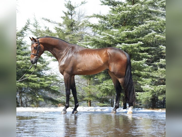 KWPN Caballo castrado 4 años 167 cm Castaño rojizo in Kroatisch Minihof / Mjenovo