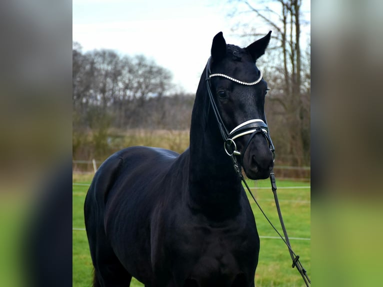 KWPN Caballo castrado 4 años 167 cm Negro in Neuss