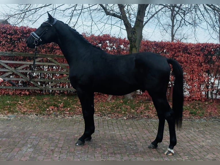 KWPN Caballo castrado 4 años 167 cm Negro in MOL