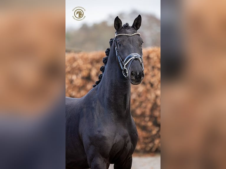 KWPN Caballo castrado 4 años 167 cm Negro in MOL
