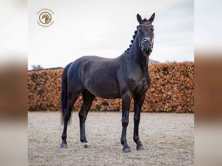 KWPN Caballo castrado 4 años 167 cm Negro in MOL