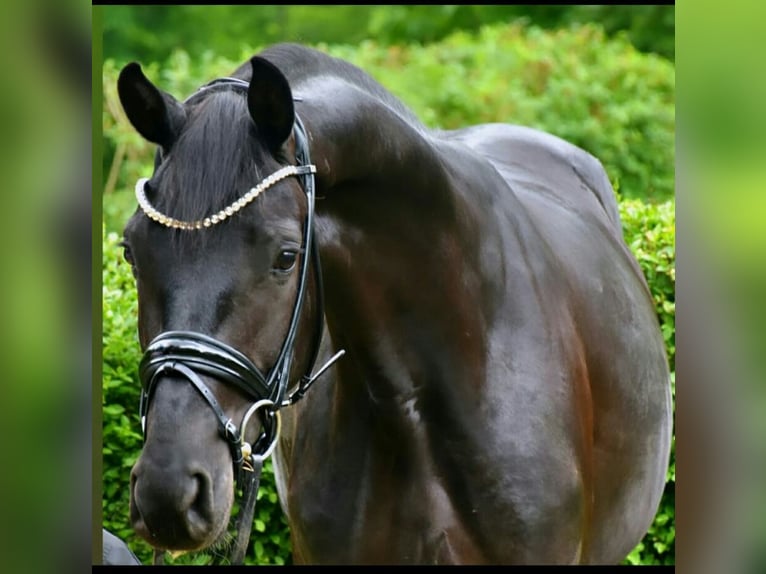 KWPN Caballo castrado 4 años 167 cm Negro in Neuss