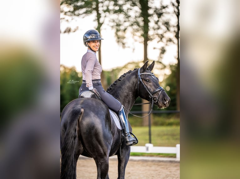 KWPN Caballo castrado 4 años 167 cm Negro in Sint-Oedenrode