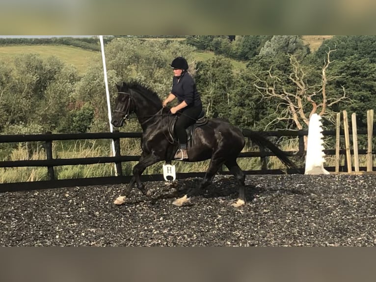 KWPN Caballo castrado 4 años 167 cm Negro in Monmouthsire