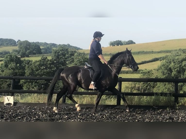 KWPN Caballo castrado 4 años 167 cm Negro in Monmouthsire