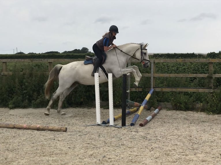 KWPN Caballo castrado 4 años 167 cm Tordo in Canterbury