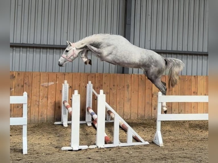 KWPN Caballo castrado 4 años 167 cm Tordo in Canterbury