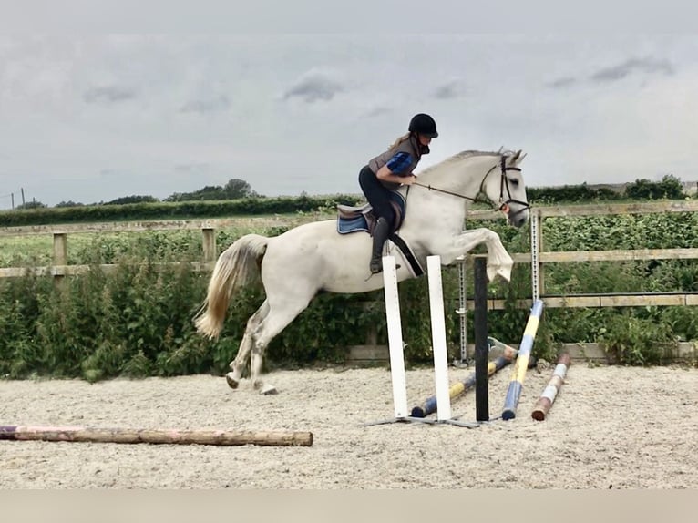 KWPN Caballo castrado 4 años 167 cm Tordo in Canterbury