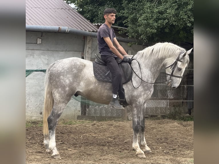 KWPN Caballo castrado 4 años 167 cm Tordo in Bekes