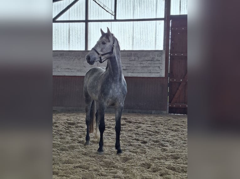 KWPN Caballo castrado 4 años 167 cm Tordo in Regesbostel