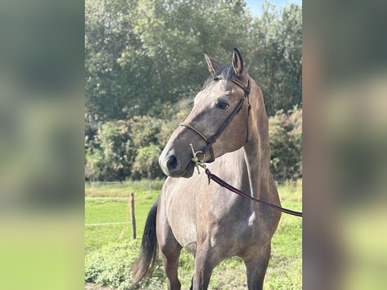 KWPN Caballo castrado 4 años 167 cm Tordo in Saint-Nazaire